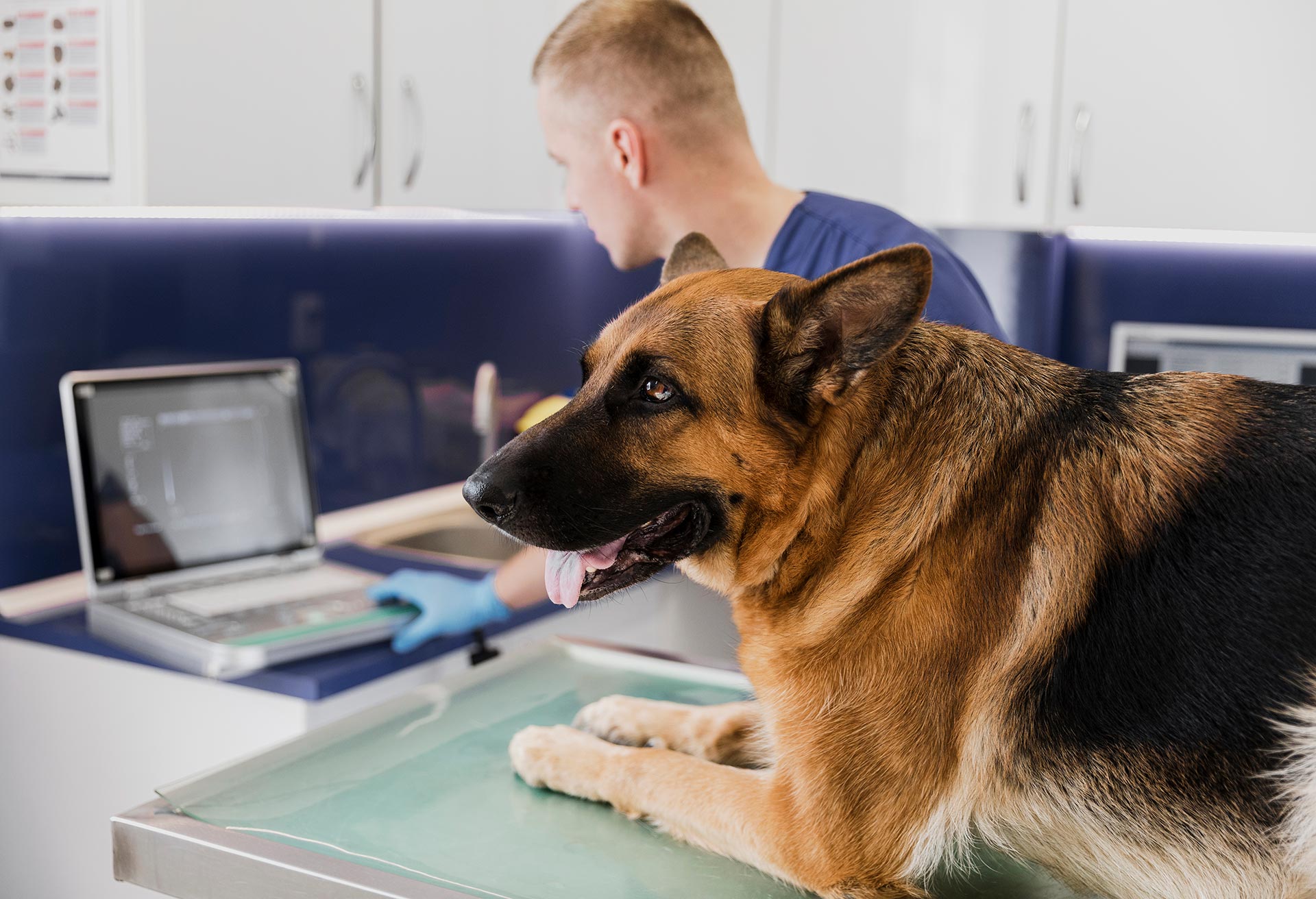 🥇 ¿Qué es una veterinaria? y que hace un veterinario