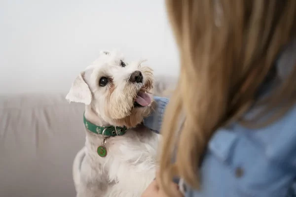 Datos curiosos de los perros