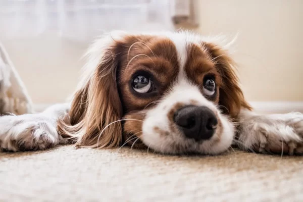 Como saber si mi perro está enfermo