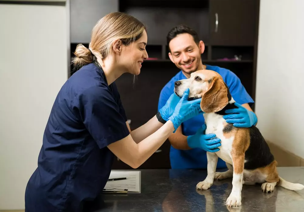 Cómo administrar una veterinaria